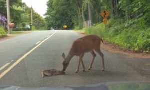 Video: Mãe bambi ajuda bebé que ficou assustado ao atravessar estrada