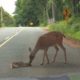 Video: Mãe bambi ajuda bebé que ficou assustado ao atravessar estrada