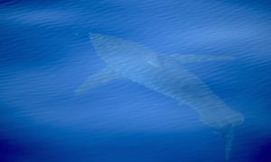 Tubarão &#8220;gigante&#8221; avistado perto da costa em Maiorca. É o primeiro em 30 anos