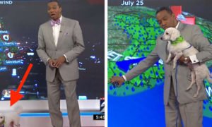 Video: Cão interrompe previsão da meteorologia. Apresentador reagiu da melhor forma