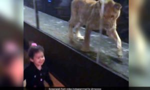 Video: Restaurante tem leoa presa em &#8220;aquário&#8221; para &#8220;entreter clientes&#8221;