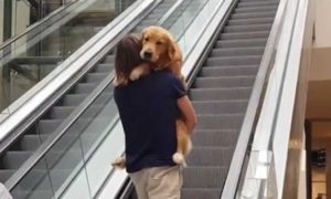 Video: Golden retriever com medo de escadas rolantes vai ao colo do dono