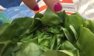 Video: Mulher encontra rã viva em alface que comprou no supermercado