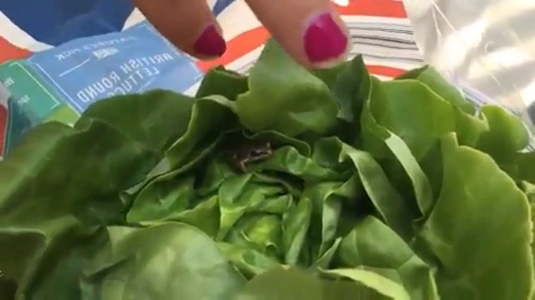 Video: Mulher encontra rã viva em alface que comprou no supermercado