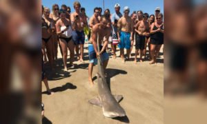 Video: Turistas arrastam tubarão até à praia para tirar &#8220;selfies&#8221;