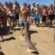 Video: Turistas arrastam tubarão até à praia para tirar &#8220;selfies&#8221;