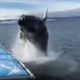 Video: Enorme salto de baleia quase esmaga barco cheio de turistas