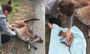 Video: Mulher salva canguru bebé depois de a mãe ter sido atropelada