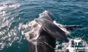 Video: Golfinhos salvam baleia e a sua cria que foram &#8220;atacadas&#8221; no mar