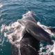 Video: Golfinhos salvam baleia e a sua cria que foram &#8220;atacadas&#8221; no mar