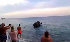 Video: Elefante escapa de circo e vai dar &#8220;mergulho&#8221; no mar