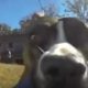 Cão &#8220;rouba&#8221; câmara de filmar ao dono, e o que &#8220;gravou&#8221; é hilariante