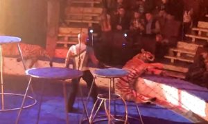 Video: Tigre colapsa em circo durante actuação