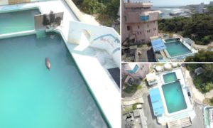 Video: Drone mostra como &#8220;vive&#8221; golfinho abandonado em parque falido