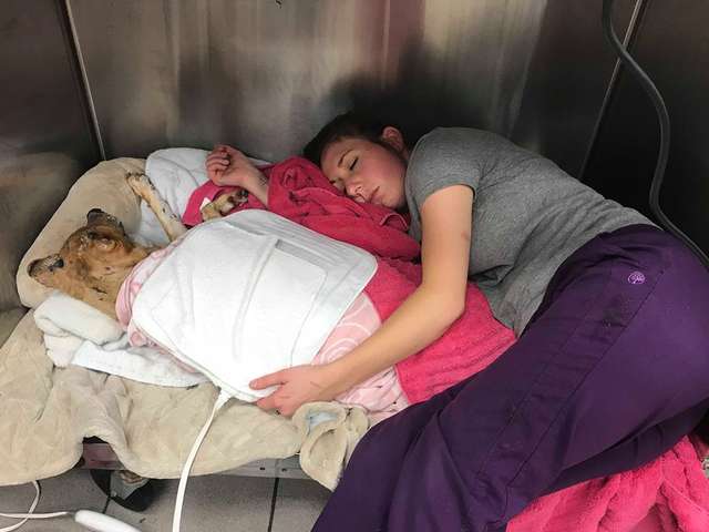 Veterinária rasteja até ao canil para dormir com cão que ficou ferido em incêndio