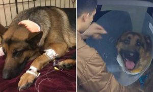 Video: Rex, o cão herói que levou 3 tiros para salvar o dono de 16 anos