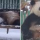 Video: Casal de pandas brinca na primeira neve do ano e derretem as redes sociais