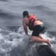 Video: Pescador salta para cima de baleia presa a um cabo para libertá-la