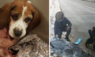 Camionista salva dois cães beagle atirados pela janela de um carro