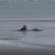 Video: Polícia turco mergulha em lago gelado para salvar um cão