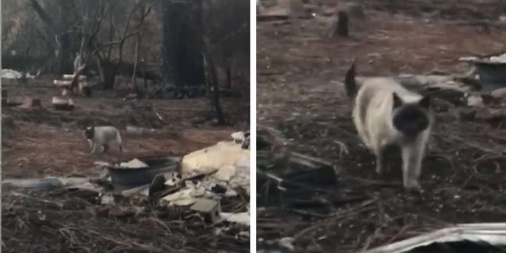 Video: Gata perdida nos incêndios reencontra a família um mês depois