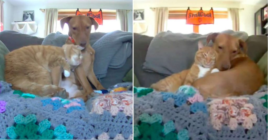 Video: Gato conforta cão &#8220;ansioso&#8221; quando fica sozinho em casa