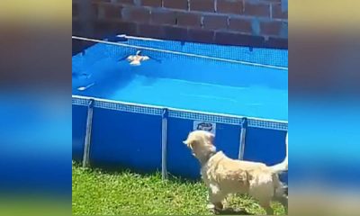 Video: Golden Retriever salva pássaro que caiu na piscina