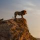 Saiu o novo trailer do filme &#8220;Lion King&#8221; que mostra a grande produção que nos espera&#8230;