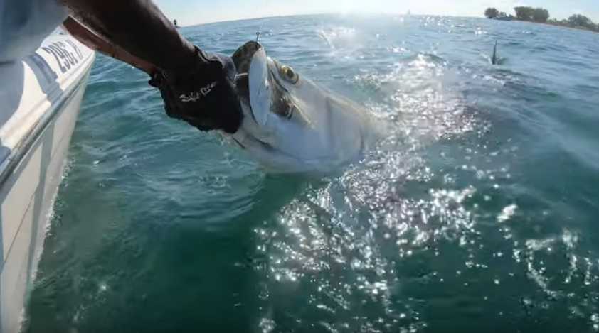Video: Tubarão &#8220;gigante&#8221; arranca peixe das mãos de pescador
