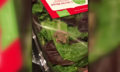 Video: Família encontra rã viva em pacote de salada &#8220;biológica&#8221;