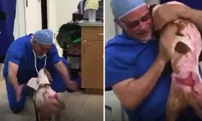 Video: Meses depois, cão reencontra veterinário que o tratou após incêndio