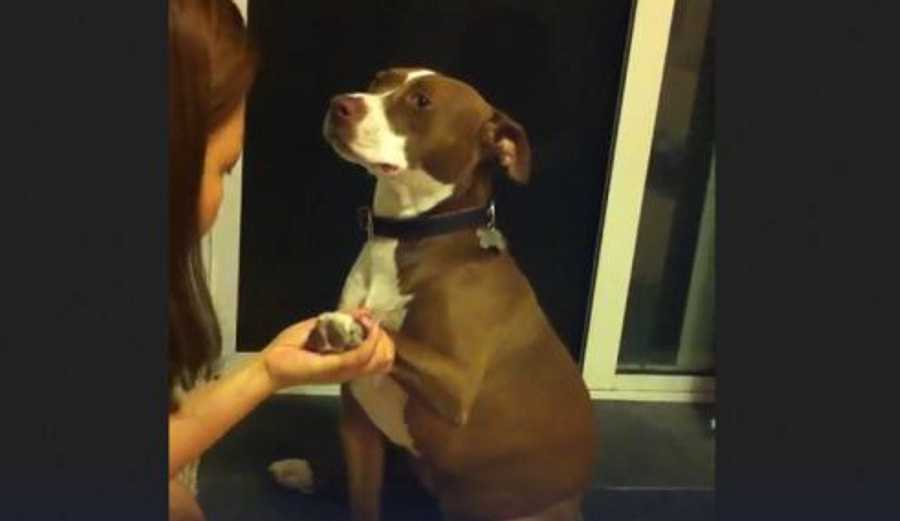 Video: Cadela finge que desmaia para evitar que lhe cortem as unhas