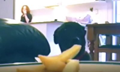 Video: Cão espera que a dona vire as costas para fazer o &#8220;roubo perfeito&#8221;