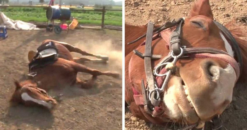 Video: Cavalo &#8220;dramático&#8221; finge estar morto cada vez que o tentam montar