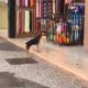 Video: Cão &#8220;rouba&#8221; brinquedo numa loja, arrepende-se e volta para o devolver