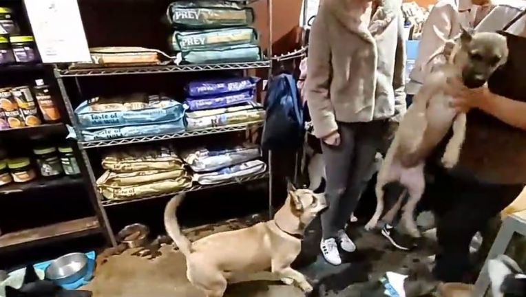 Video: Funcionária de loja para animais demitida após atirar cão ao chão