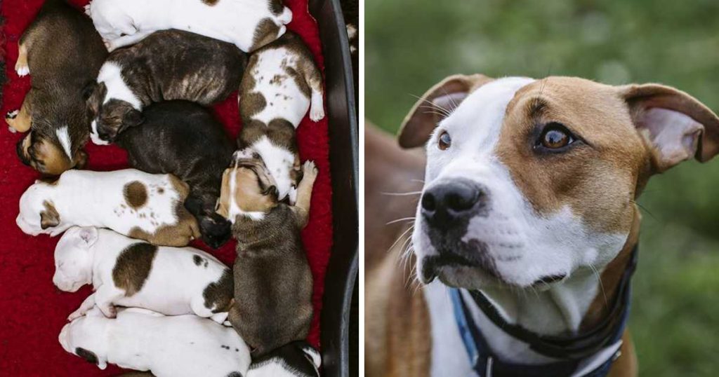 Após ser acolhida em abrigo, cadela deu à luz doze cachorrinhos