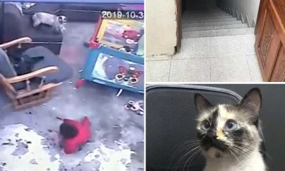 Video: Gato &#8220;herói&#8221; corre para salvar bebé, prestes a cair por uma escada