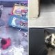 Video: Gato &#8220;herói&#8221; corre para salvar bebé, prestes a cair por uma escada