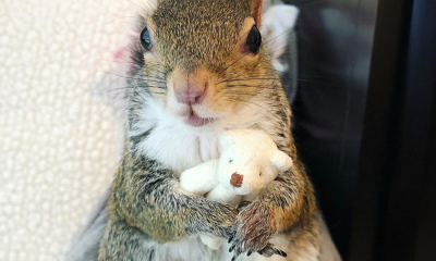 Video: Esquilo resgatado de furacão só adormece com o seu ursinho de peluche