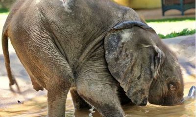 Elefantes bebés salvos de &#8220;morte certa&#8221; após ficarem órfãos