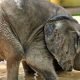 Elefantes bebés salvos de &#8220;morte certa&#8221; após ficarem órfãos