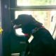 Cadela labrador viaja de autocarro sozinha para ir ao parque brincar: &#8220;Adorável&#8230;&#8221;