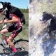 Video: Ciclista carrega cão que encontrou, abandonado e sedento, à beira da estrada