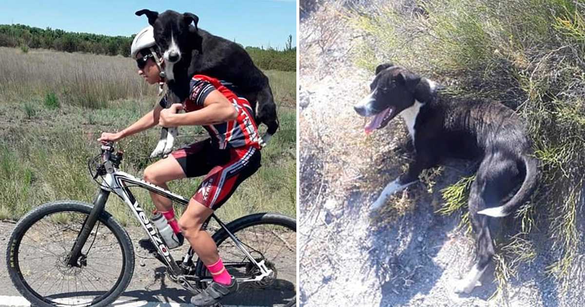 Video: Ciclista carrega cão que encontrou, abandonado e sedento, à beira da estrada