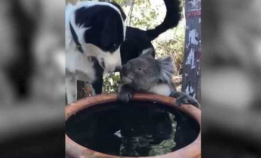 Video: Cadela partilha a sua água com um &#8220;vizinho&#8221; coala: &#8220;São amigos&#8230;&#8221;