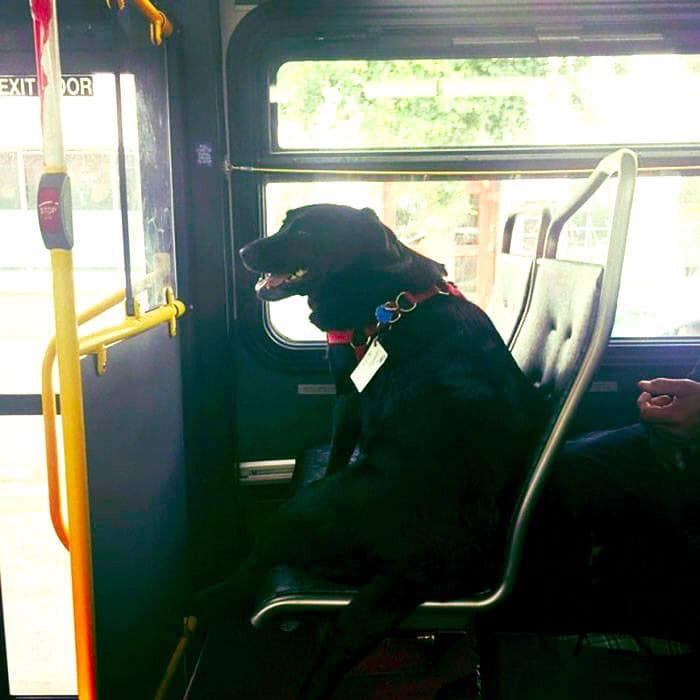 Cadela labrador viaja de autocarro sozinha para ir ao parque brincar: &#8220;Adorável&#8230;&#8221;