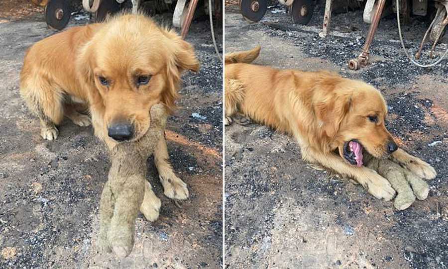 Austrália: De volta a casa, cão encontra o seu brinquedo favorito no meio dos destroços