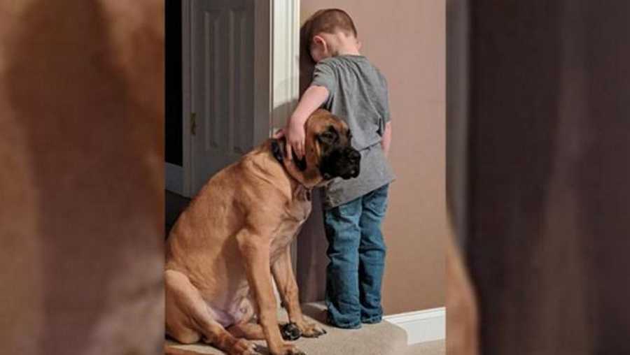 Cão solidário com menino castigado pelos pais: &#8220;Nos bons e nos maus momentos&#8230;&#8221;