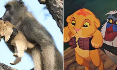 &#8220;Como no filme&#8230;&#8221;: Babuíno &#8220;adopta&#8221; leão bebé e protege-o em cima de uma árvore